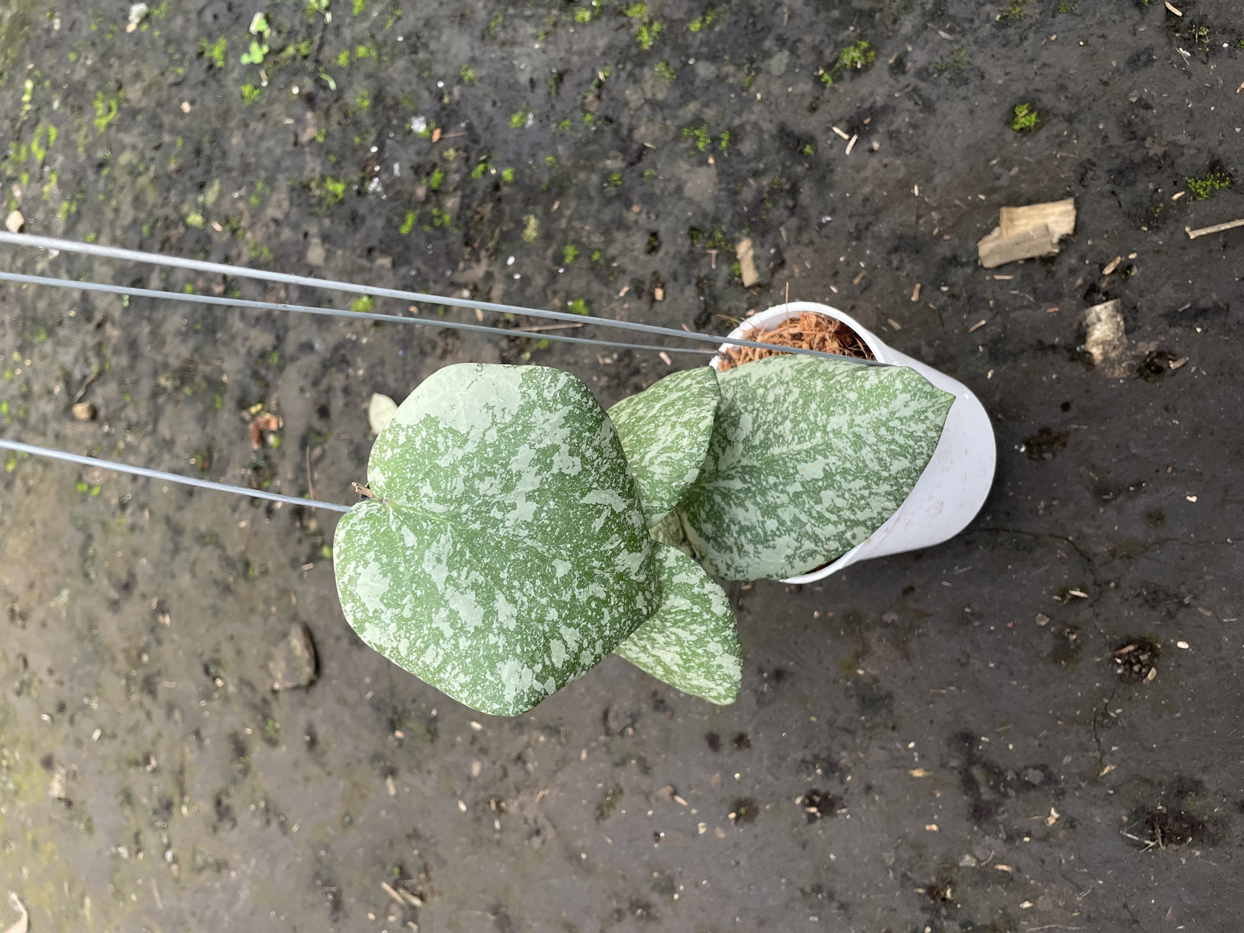 Hoya cinnamon  x Imbricata