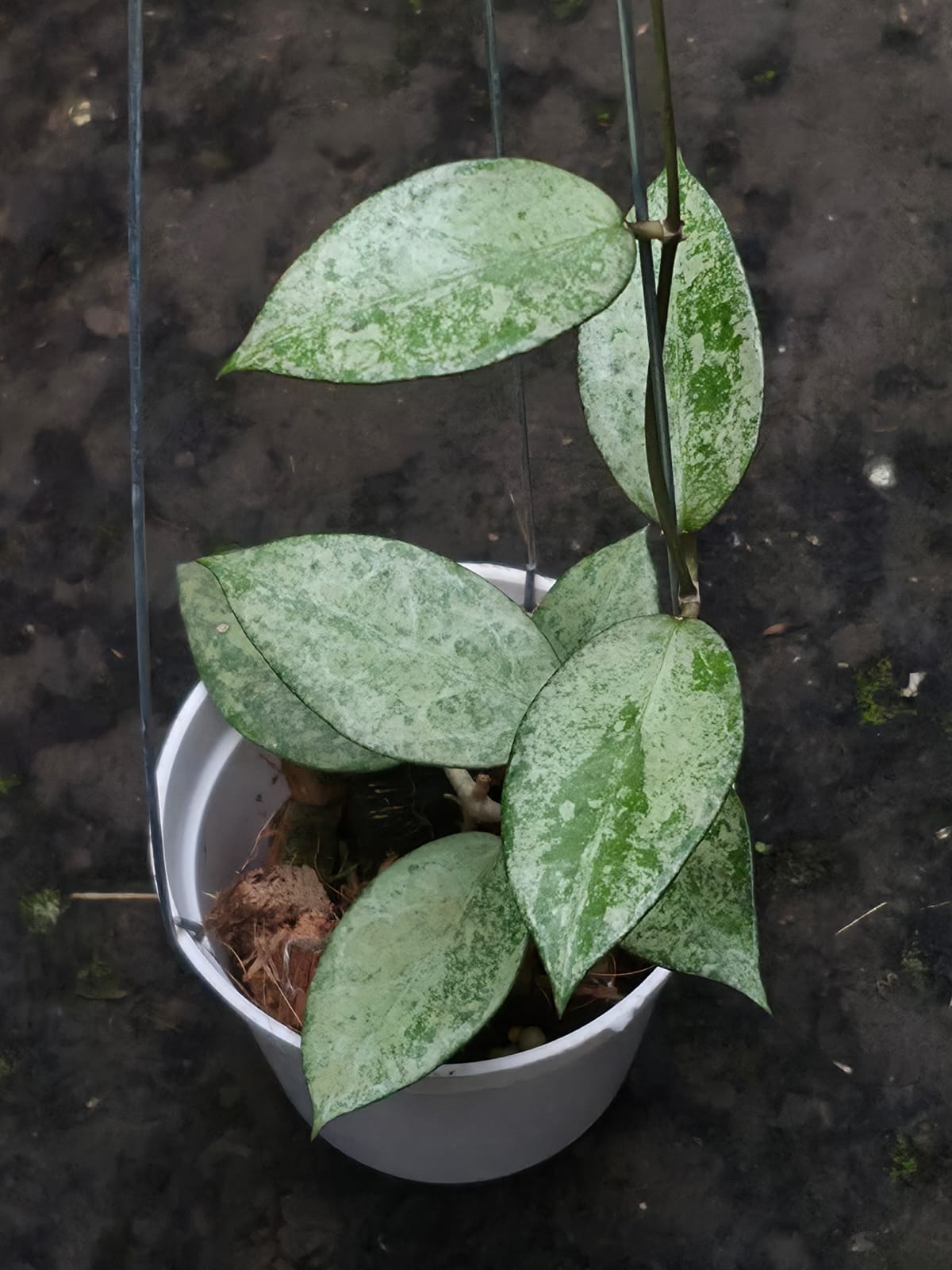 Hoya Clemensiorum Aceh