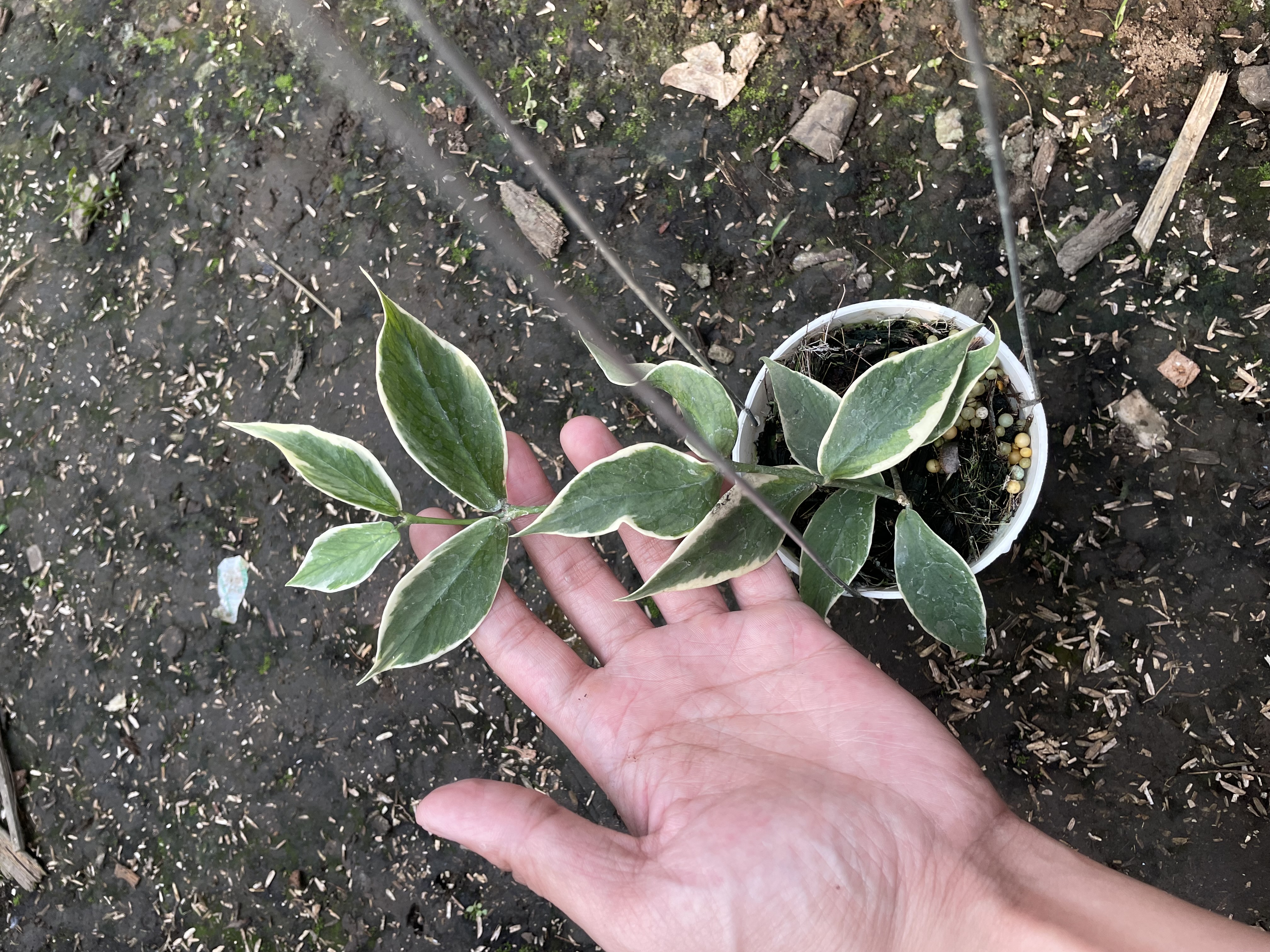Hoya polyneura albo