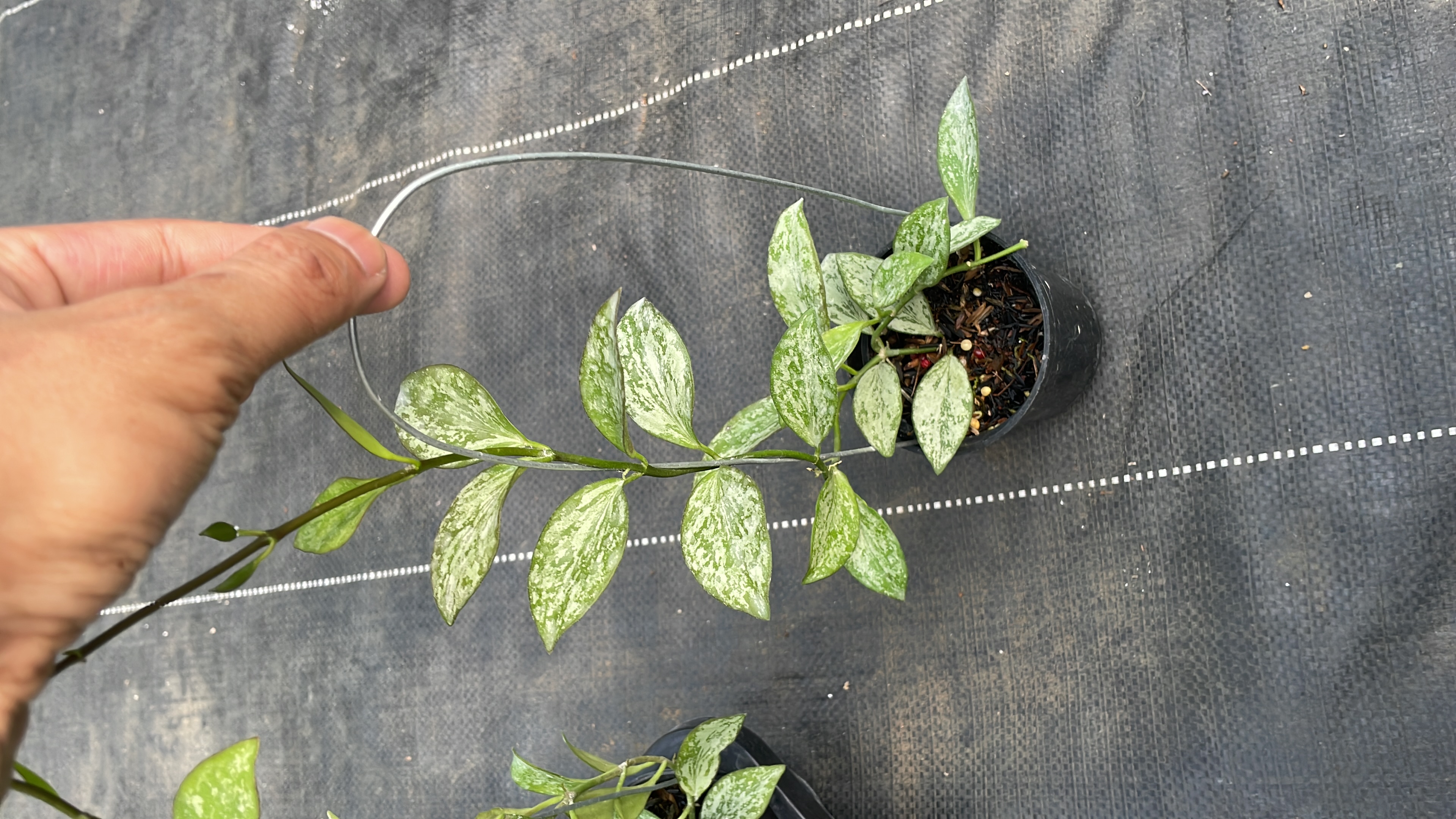 Hoya collina high splash