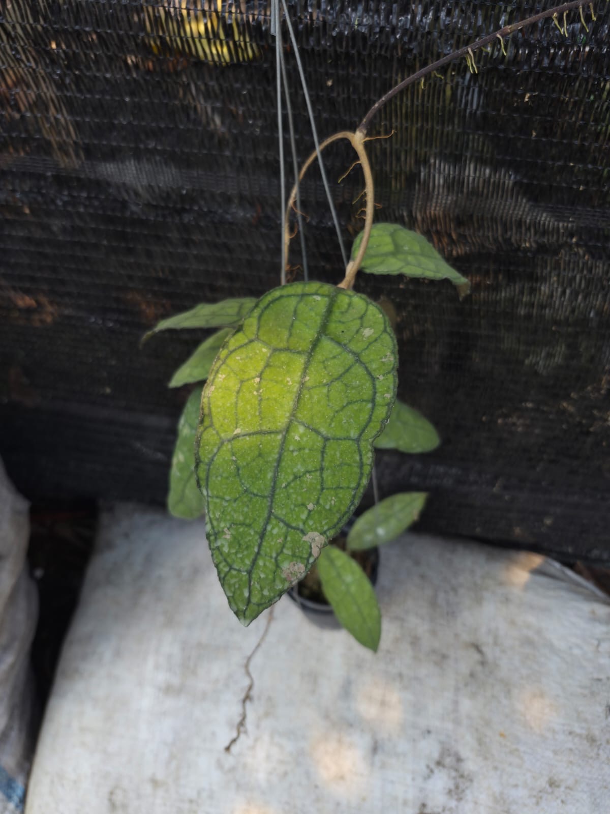 Hoya Clemensiorum Diggie