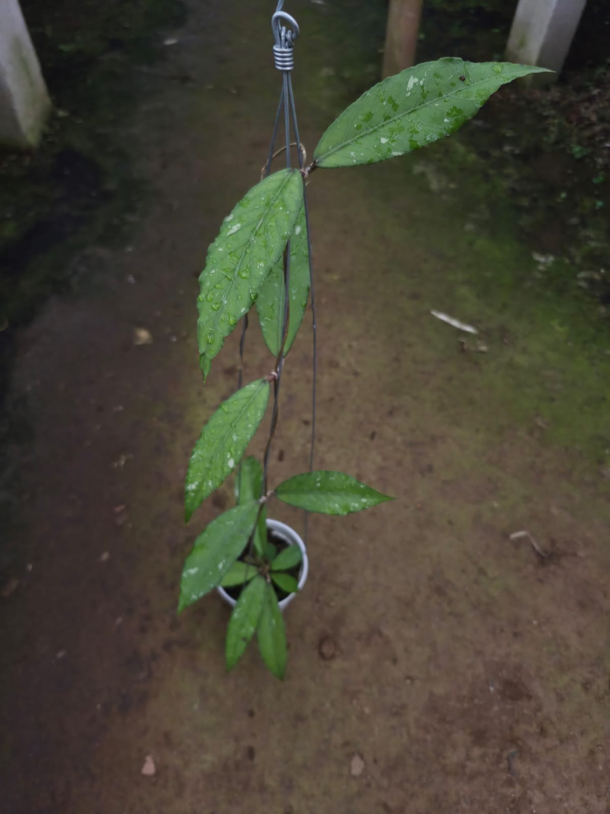 Hoya sp Aceh Burjerango
