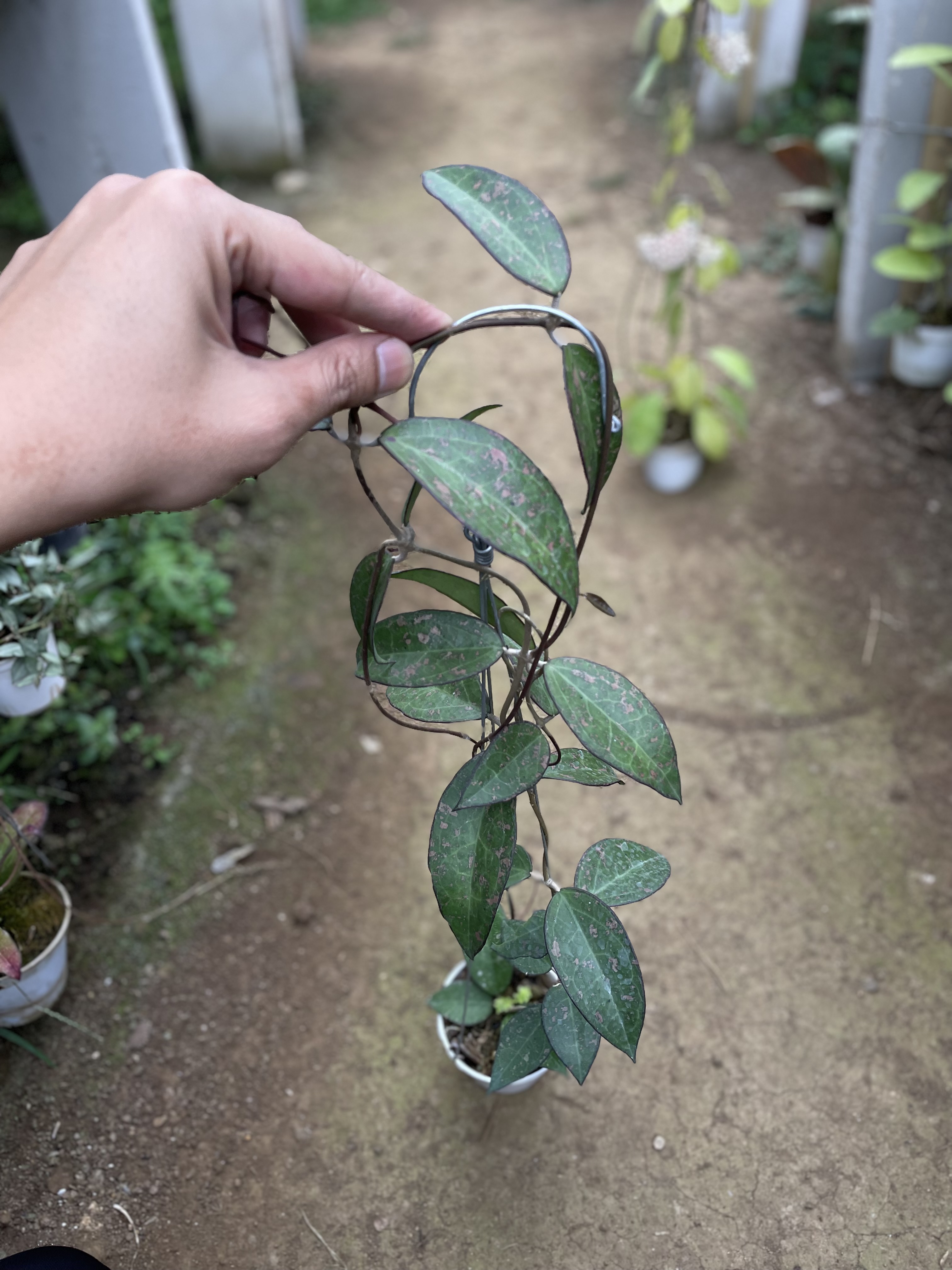 Hoya verticillata pink sp nganjuk