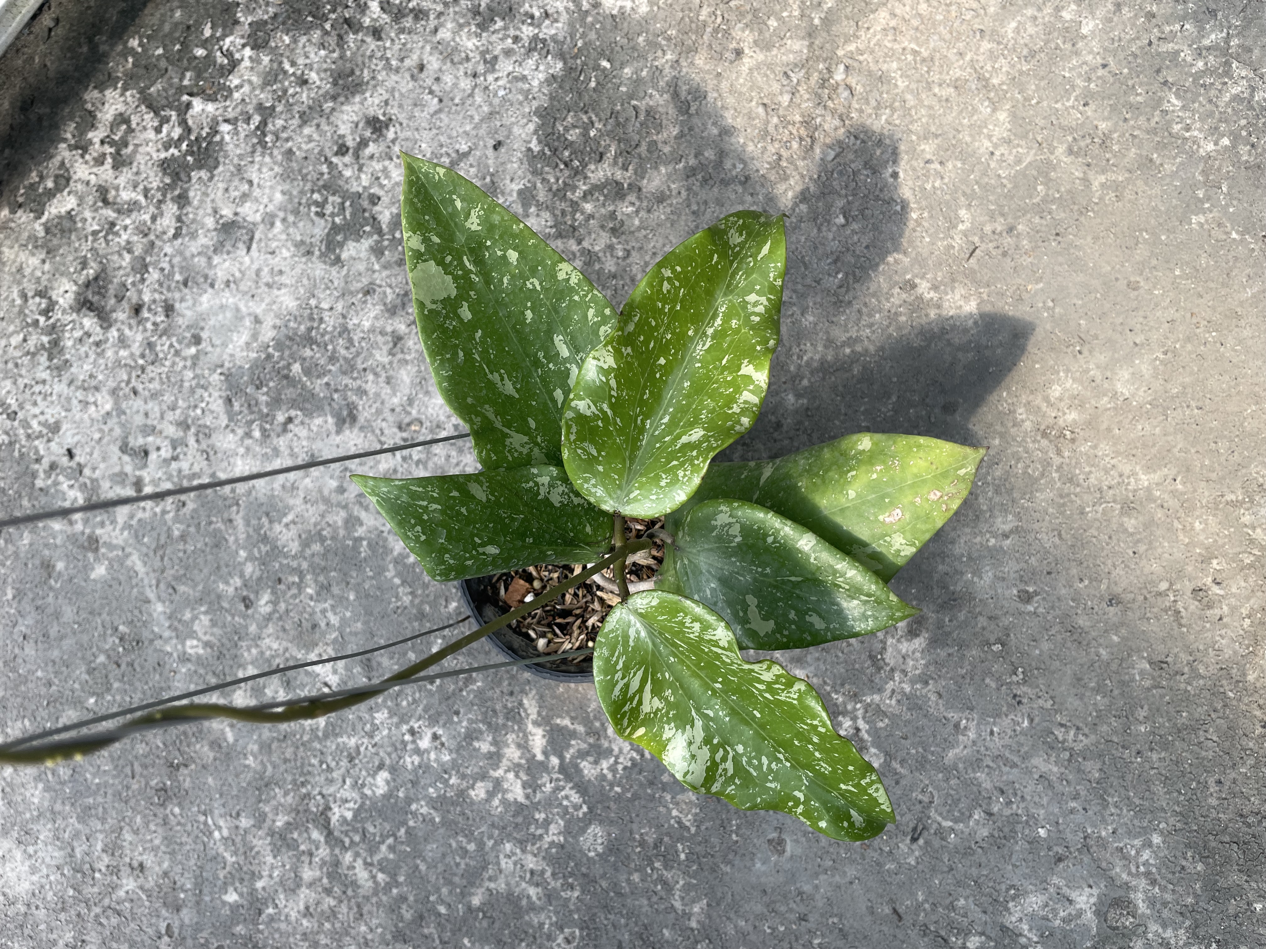 Hoya glabra ASF