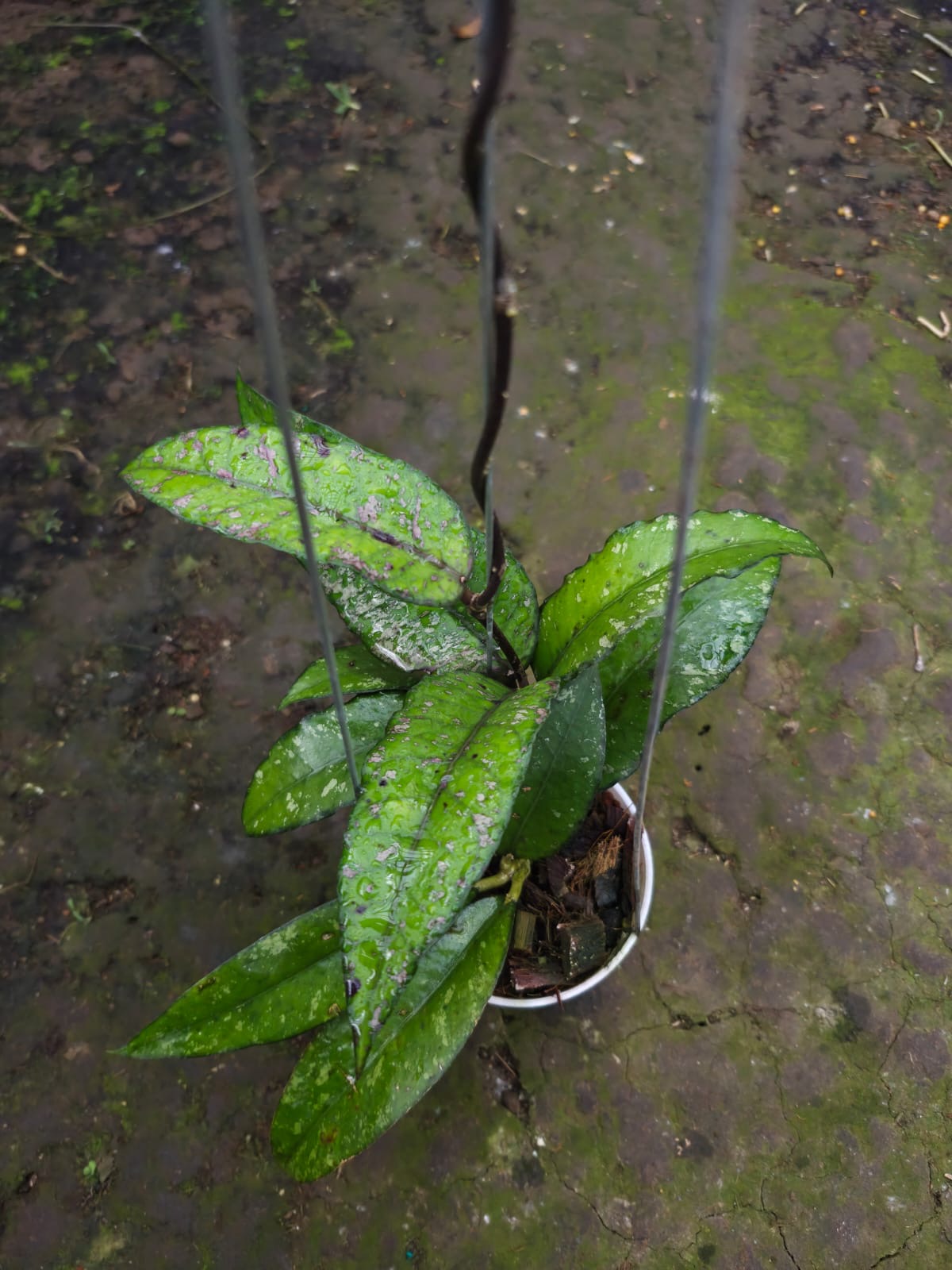 Hoya sp Aceh ‘Brajamusti’