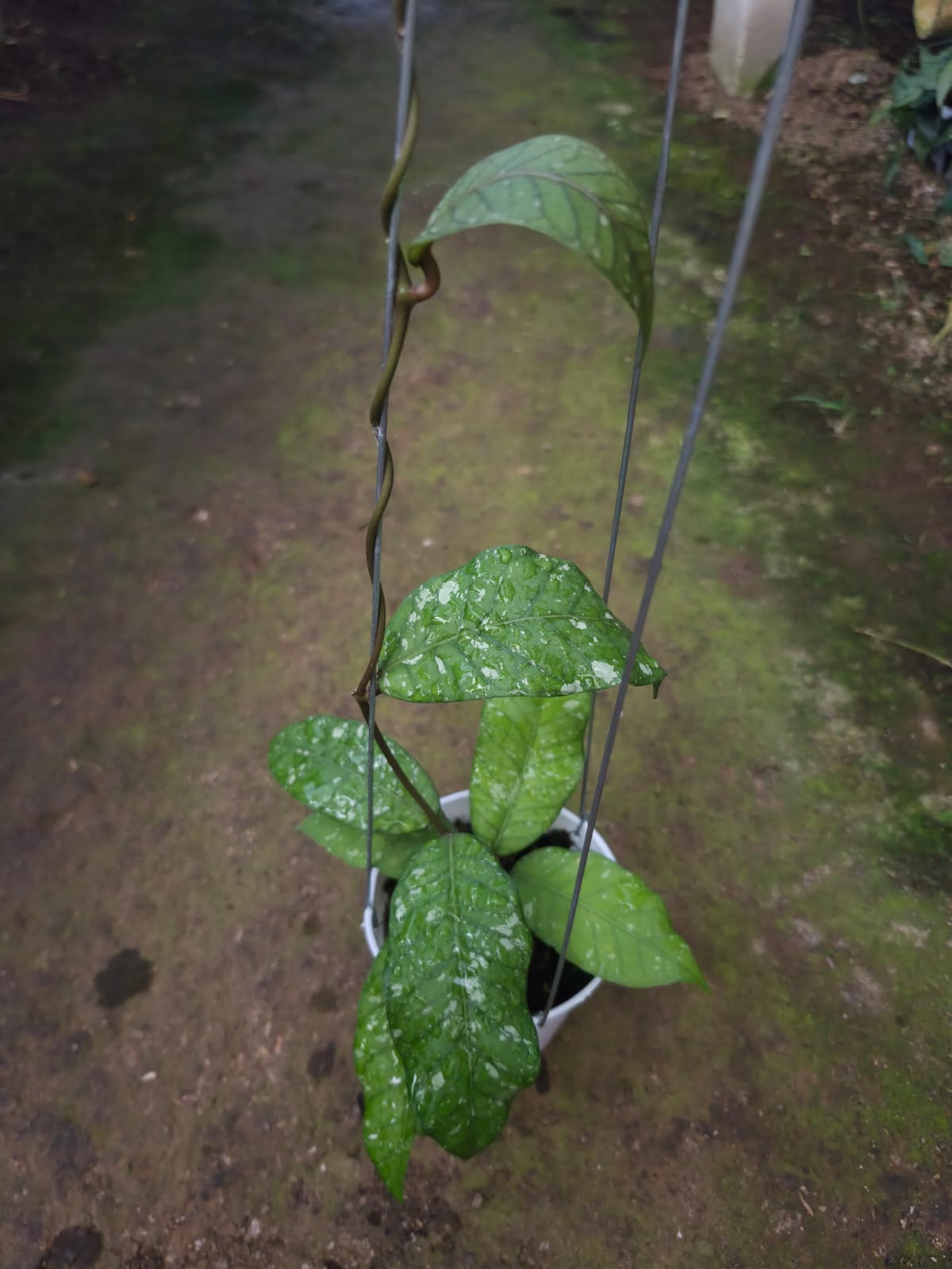 Hoya Sp Aceh Burperlak