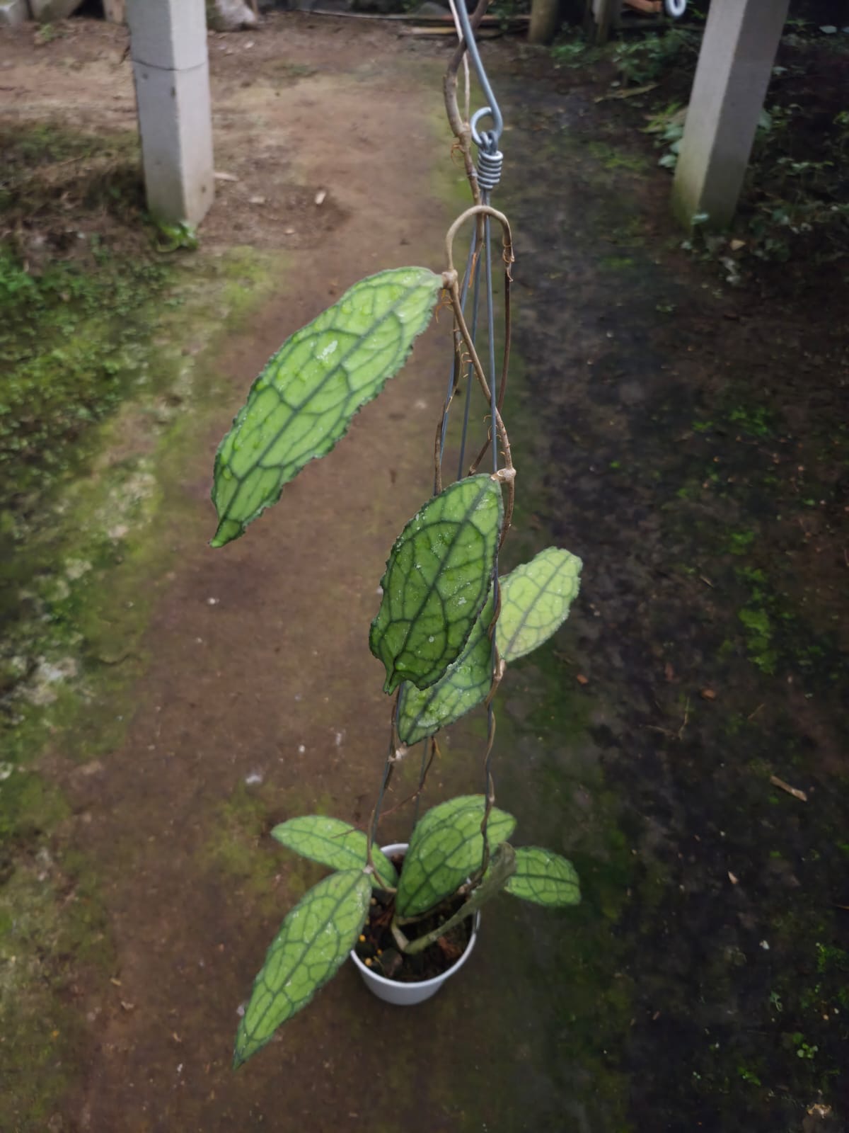 Hoya Clemensiorum Veins