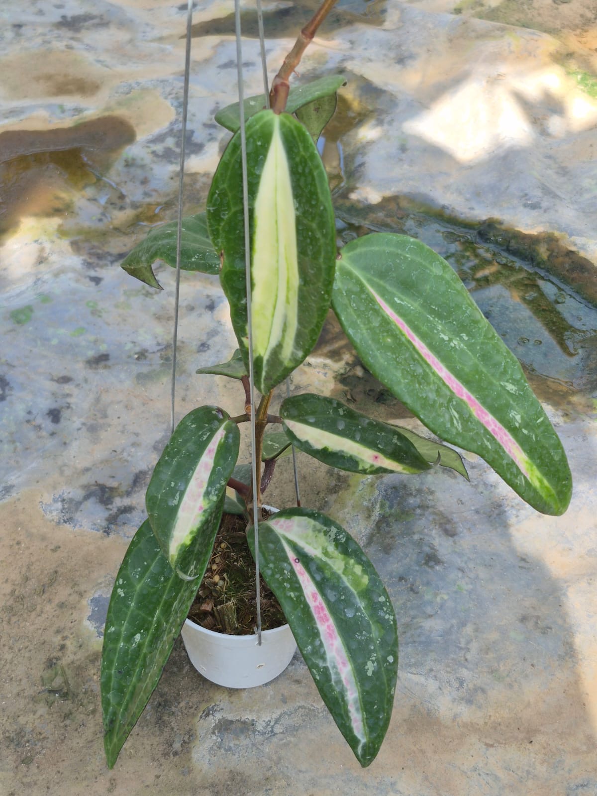 Hoya Latifolia queensy Jabar