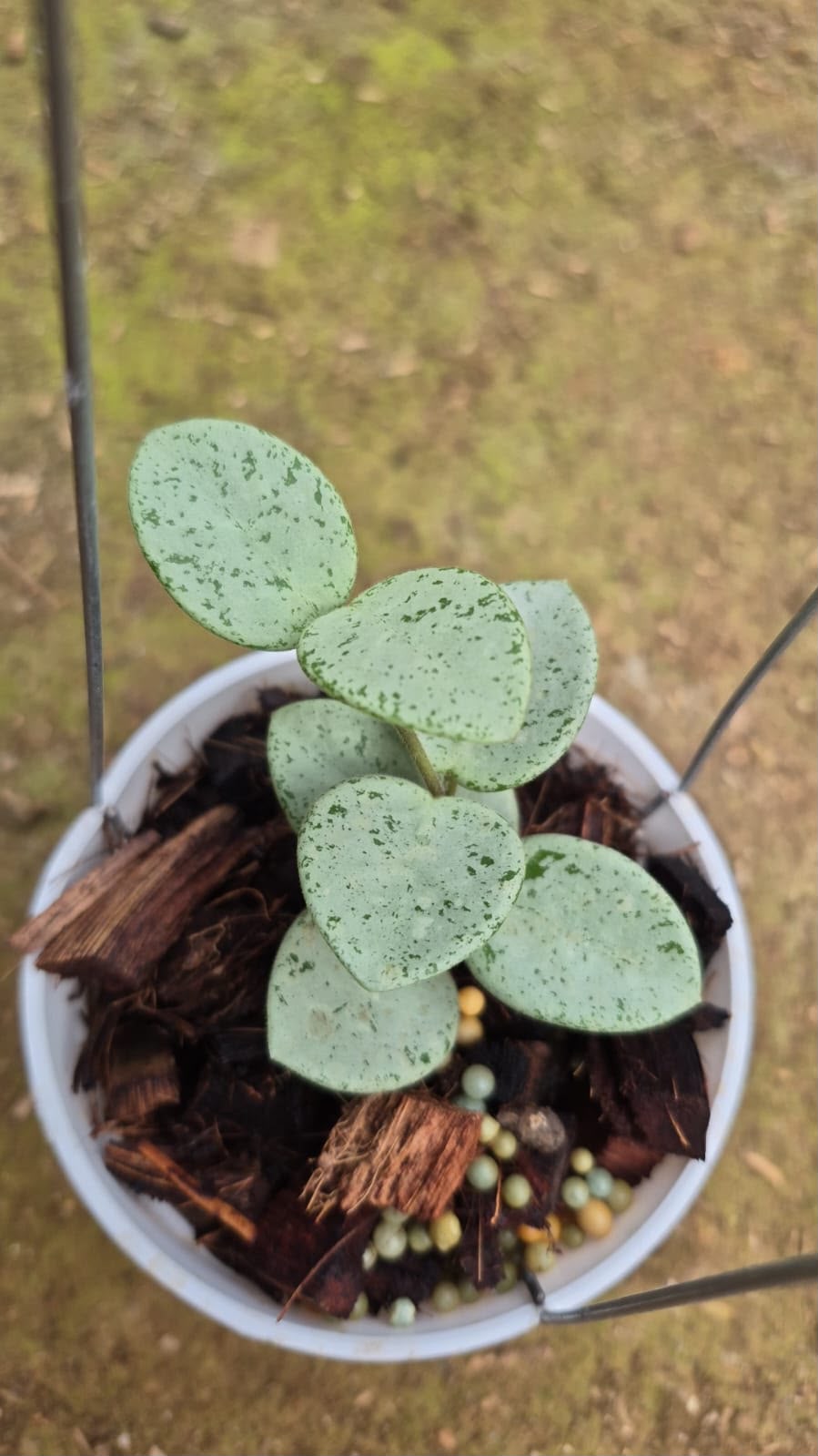 Hoya mathilde grey fairy