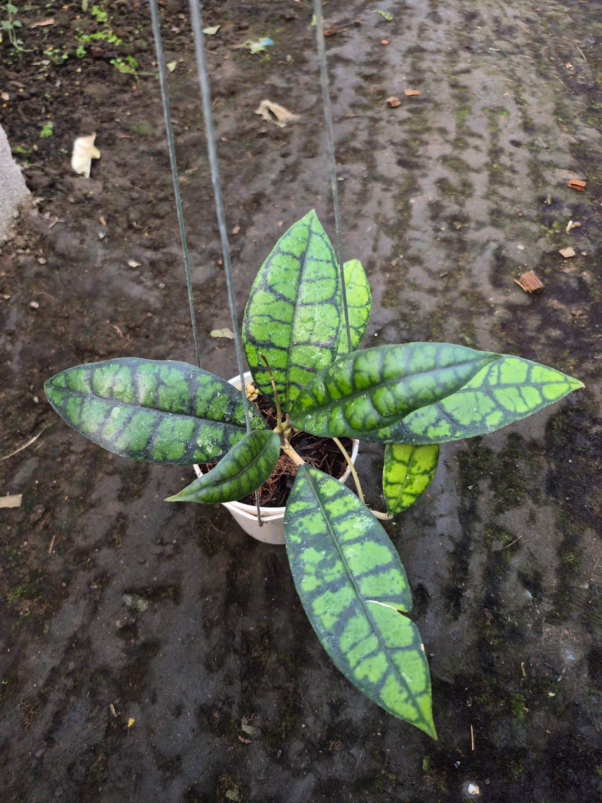 Hoya Callistophylla Black Cat