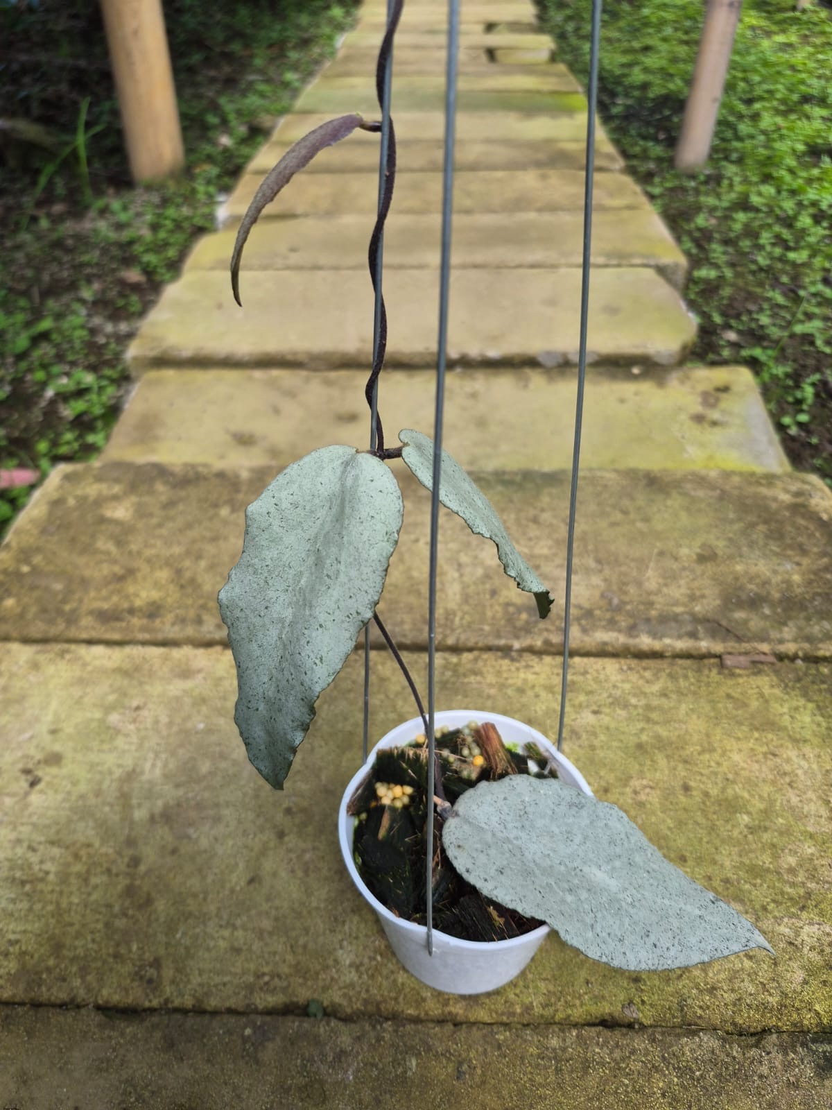 Hoya caudata argentea